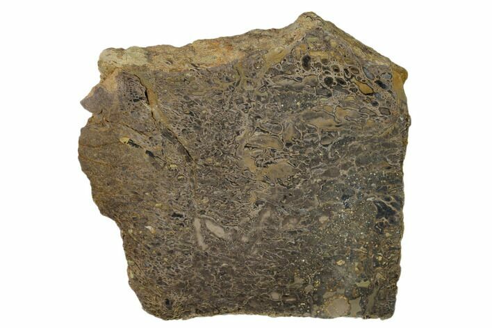 Polished Dinosaur Bone (Gembone) Slab - Utah #151455